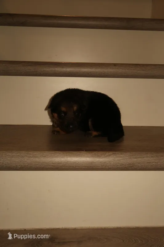 Luna – German Shepherd Puppy (Black & Tan, Family Raised) – German Shepherd Dog puppy for sale in Tampa, FL