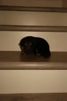 Luna – German Shepherd Puppy (Black & Tan, Family Raised), a female German Shepherd Dog for sale in Tampa, FL – Photo 1 of 8