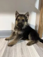 Rocky – German Shepherd Puppy (Black & Tan, Trained Parents), a male German Shepherd Dog for sale in Tampa, FL – Photo 2 of 10