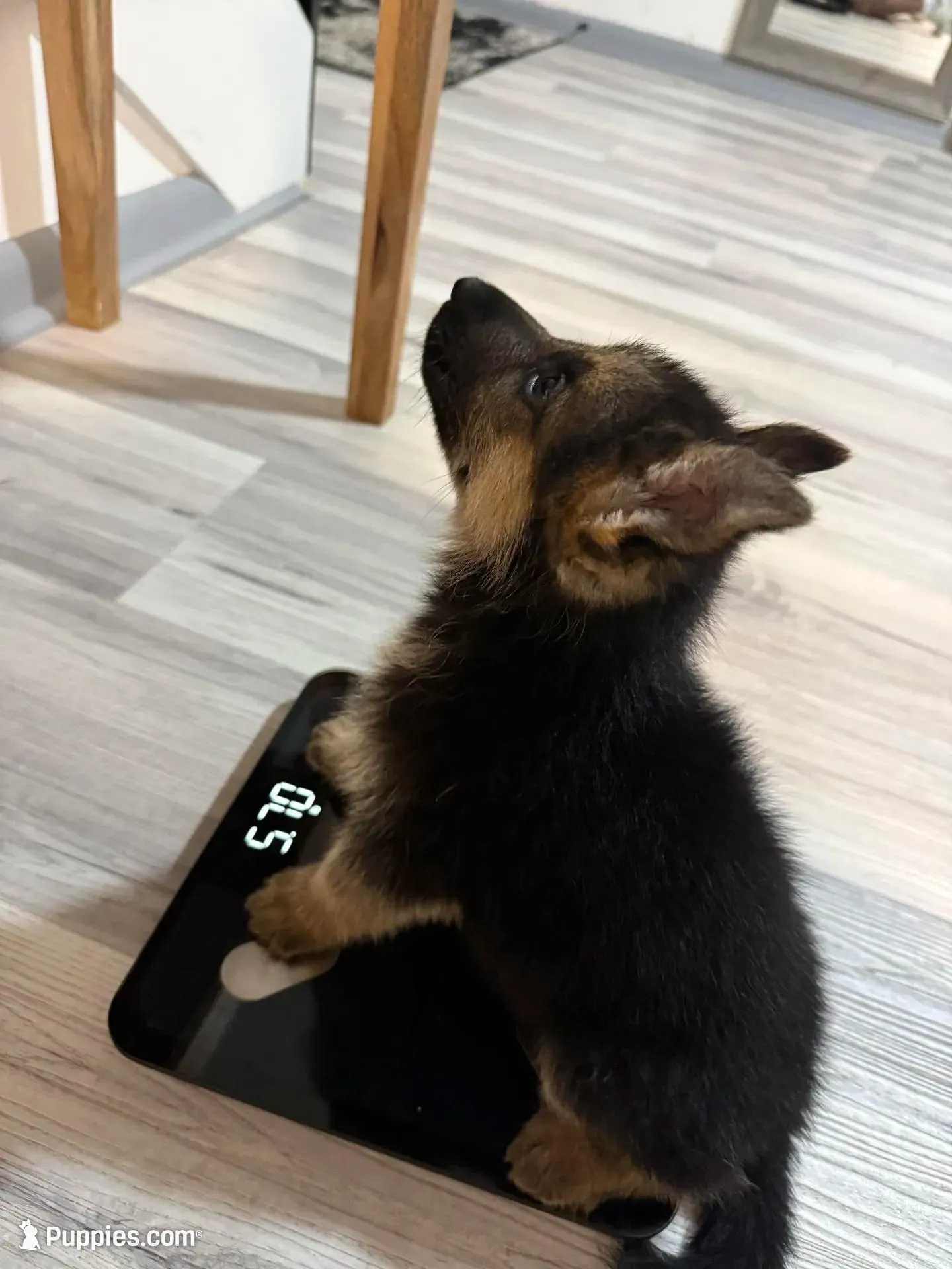 Rocky – German Shepherd Puppy (Black & Tan, Trained Parents), a male German Shepherd Dog for sale in Tampa, FL – Photo 4 of 10