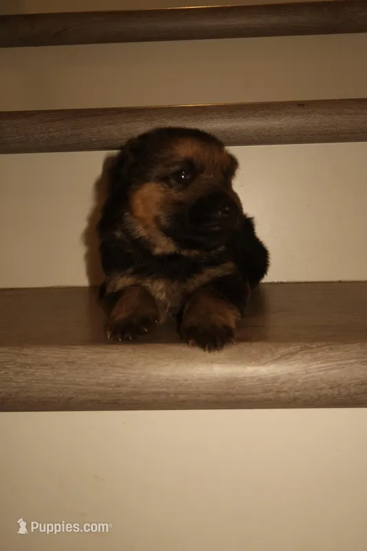 Rocky – German Shepherd Puppy (Black & Tan, Trained Parents) – German Shepherd Dog puppy for sale in Tampa, FL