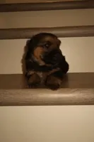 Rocky – German Shepherd Puppy (Black & Tan, Trained Parents), a male German Shepherd Dog for sale in Tampa, FL – Photo 1 of 8