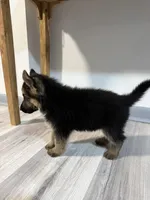 Rocky – German Shepherd Puppy (Black & Tan, Trained Parents), a male German Shepherd Dog for sale in Tampa, FL – Photo 3 of 10