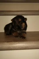 Rocky – German Shepherd Puppy (Black & Tan, Trained Parents), a male German Shepherd Dog for sale in Tampa, FL – Photo 2 of 8