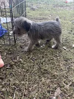 Blue Merle Female, a female Miniature Schnauzer for sale in San Angelo, TX – 4 of 4