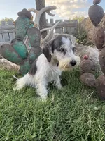 Party female , a female Miniature Schnauzer for sale in San Angelo, TX – 2 of 4