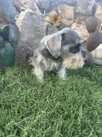 Salt Pepper Schnauzer , a male Miniature Schnauzer for sale in San Angelo, TX – 3 of 4