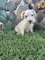 White Female , a female Miniature Schnauzer for sale in San Angelo, TX – 5 of 6