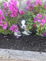 Bluey Male #1, a male Pembroke Welsh Corgi for sale in San Angelo, TX – Photo 3 of 5