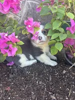 Bluey Male #1, a male Pembroke Welsh Corgi for sale in San Angelo, TX – Photo 4 of 5