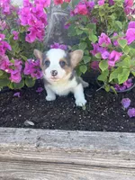 Bluey Male #1, a male Pembroke Welsh Corgi for sale in San Angelo, TX – Photo 1 of 5