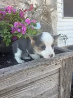 Bluey Male #1, a male Pembroke Welsh Corgi for sale in San Angelo, TX – Photo 2 of 5