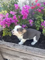 Bluey Male #1, a male Pembroke Welsh Corgi for sale in San Angelo, TX – Photo 5 of 5