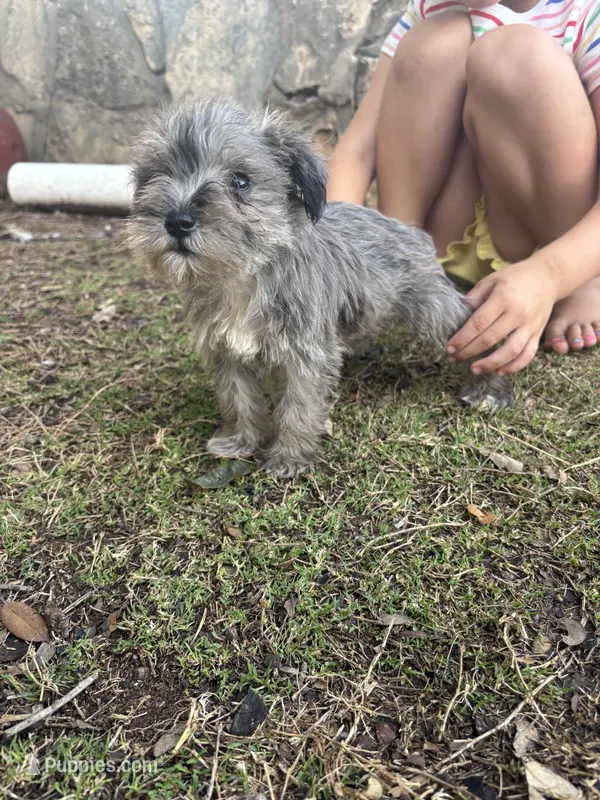 Blue Merle Female – Miniature Schnauzer puppy for sale in San Angelo, TX