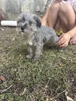 Blue Merle Female, a female Miniature Schnauzer for sale in San Angelo, TX – 1 of 4