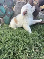White Mini Aussie Female, a female Miniature Australian Shepherd for sale in San Angelo, TX – 5 of 5