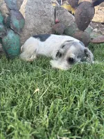 Party male, a male Miniature Schnauzer for sale in San Angelo, TX – 2 of 5