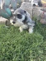 Salt Pepper Schnauzer , a male Miniature Schnauzer for sale in San Angelo, TX – 4 of 4