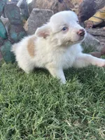 White Mini Aussie Female, a female Miniature Australian Shepherd for sale in San Angelo, TX – 3 of 5