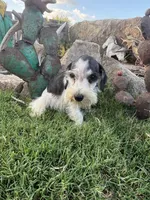 Party female , a female Miniature Schnauzer for sale in San Angelo, TX – 3 of 4