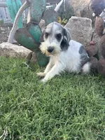 Party male, a male Miniature Schnauzer for sale in San Angelo, TX – 5 of 5