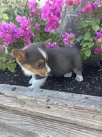 Bluey Male #3, a male Pembroke Welsh Corgi for sale in San Angelo, TX – Photo 5 of 5
