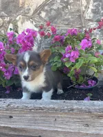 Bluey Male #3, a male Pembroke Welsh Corgi for sale in San Angelo, TX – Photo 2 of 5
