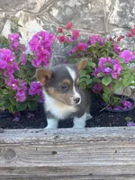 Bluey Male #3, a male Pembroke Welsh Corgi for sale in San Angelo, TX – Photo 3 of 5
