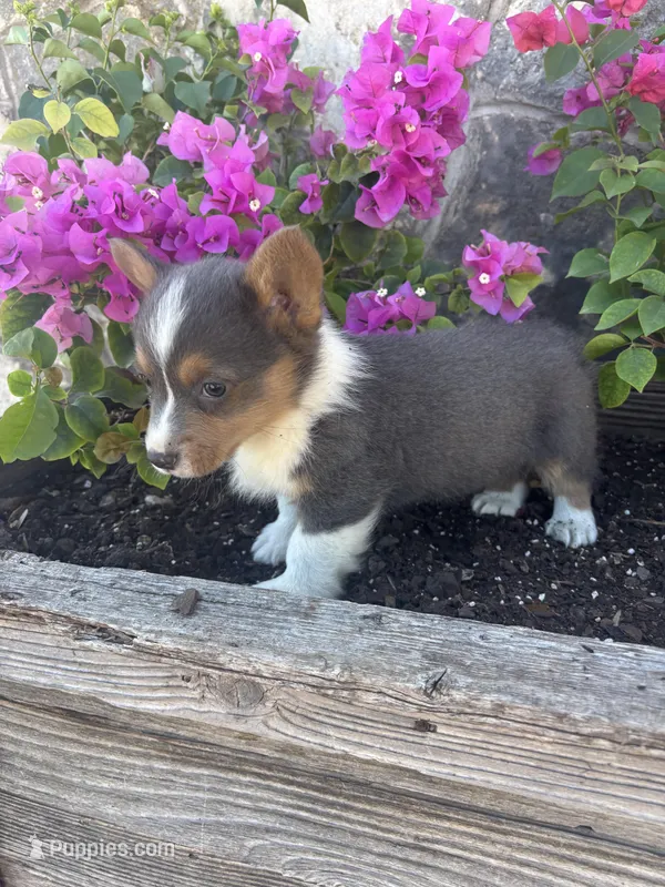 Bluey Male #3 – Pembroke Welsh Corgi puppy for sale in San Angelo, TX