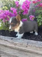 Bluey Male #3, a male Pembroke Welsh Corgi for sale in San Angelo, TX – Photo 1 of 5