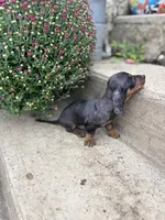 Black dachshund , a male Miniature Dachshund for sale in San Angelo, TX – 2 of 2