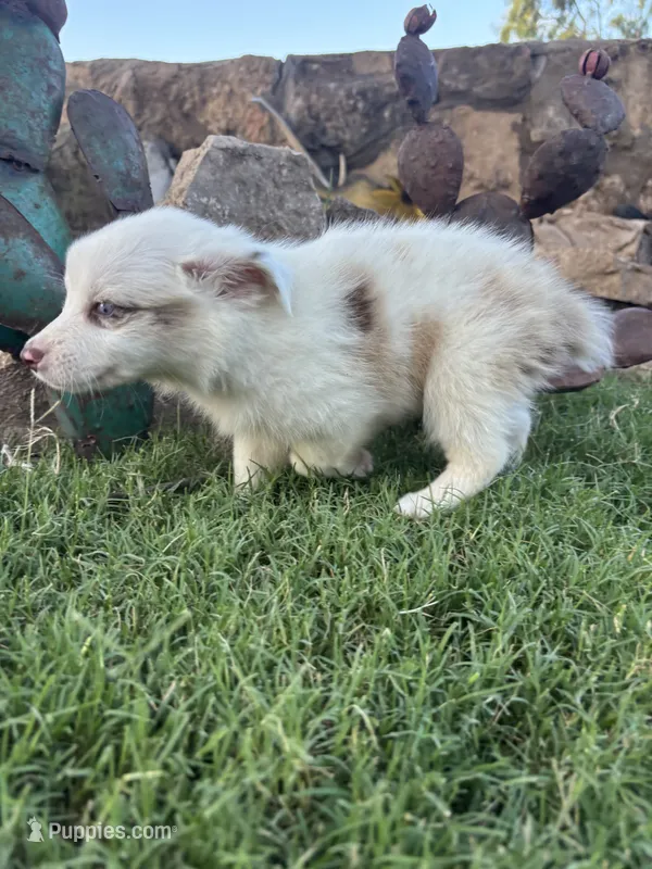 White Mini Aussie Female – Miniature Australian Shepherd puppy for sale in San Angelo, TX