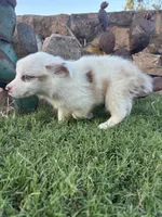 White Mini Aussie Female, a female Miniature Australian Shepherd for sale in San Angelo, TX – 1 of 5