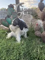 Party Female, a female Miniature Schnauzer for sale in San Angelo, TX – 3 of 7