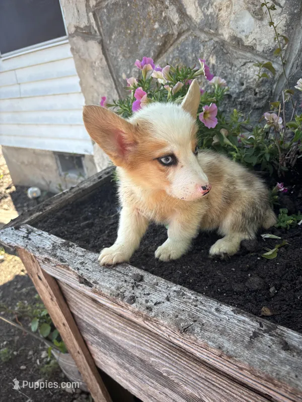 Red Merle female  – Pembroke Welsh Corgi puppy for sale in San Angelo, TX