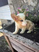 Red Merle female , a female Pembroke Welsh Corgi for sale in San Angelo, TX – 1 of 5