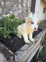 Red Merle female , a female Pembroke Welsh Corgi for sale in San Angelo, TX – 2 of 5