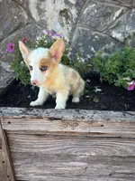 Red Merle female , a female Pembroke Welsh Corgi for sale in San Angelo, TX – 5 of 5