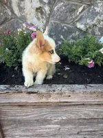 Red Merle female , a female Pembroke Welsh Corgi for sale in San Angelo, TX – 4 of 5