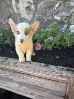 Red Merle female , a female Pembroke Welsh Corgi for sale in San Angelo, TX – 3 of 5