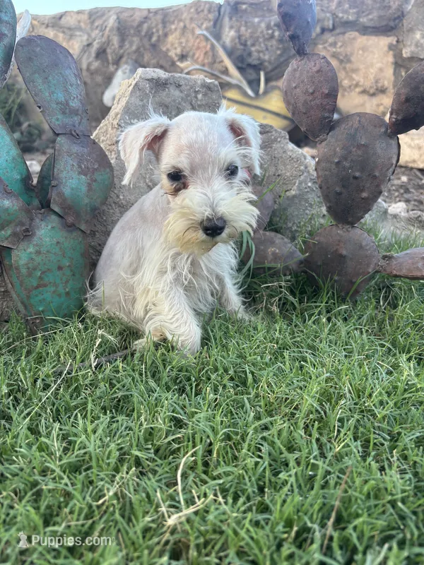 White Female  – Miniature Schnauzer puppy for sale in San Angelo, TX