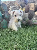 White Female , a female Miniature Schnauzer for sale in San Angelo, TX – 1 of 6