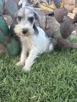 Party male, a male Miniature Schnauzer for sale in San Angelo, TX – 3 of 5