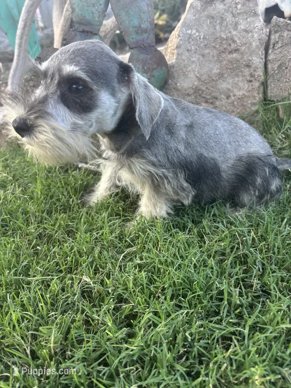 Salt Pepper Schnauzer  – Miniature Schnauzer puppy for sale in San Angelo, TX