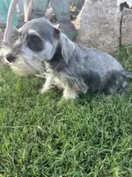 Salt Pepper Schnauzer , a male Miniature Schnauzer for sale in San Angelo, TX – 1 of 4