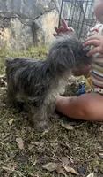 Blue Merle Female, a female Miniature Schnauzer for sale in San Angelo, TX – 3 of 4