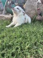White Mini Aussie Female, a female Miniature Australian Shepherd for sale in San Angelo, TX – 4 of 5