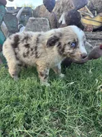 Small Red Aussie Male, a male Miniature Australian Shepherd for sale in San Angelo, TX – 1 of 6