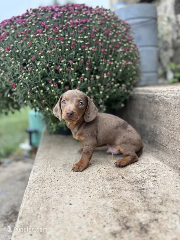 Brownie male  – Miniature Dachshund puppy for sale in San Angelo, TX