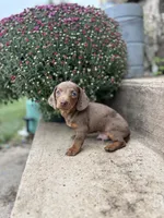 Brownie male , a male Miniature Dachshund for sale in San Angelo, TX – 1 of 3